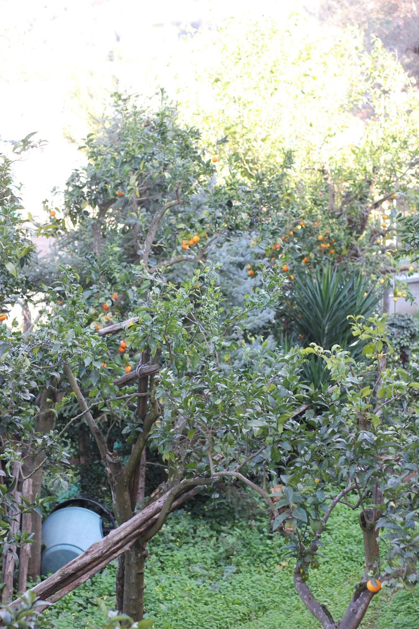 Apartmán Domus Marziale Sorrento Exteriér fotografie
